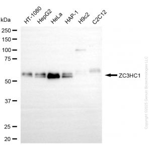 KD-Validated ZC3HC1 Mouse Oligoclonal Antibody (20 μl)