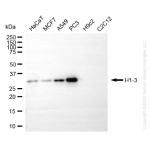 KD-Validated H1-3 Rabbit mAb (20 μl)