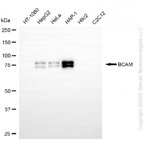 KD-Validated BCAM Rabbit mAb (20 μl)