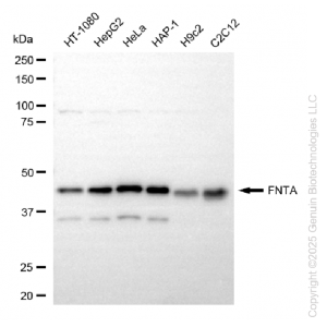 KD-Validated FNTA Rabbit mAb (20 μl)