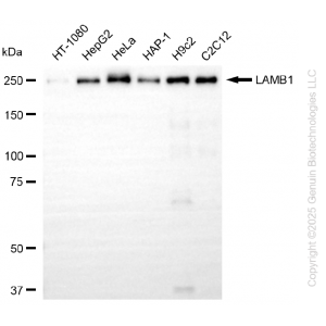 KD-Validated LAMB1 Rabbit mAb (20 μl)