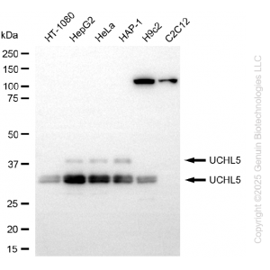 KD-Validated UCHL5 Rabbit mAb (20 μl)