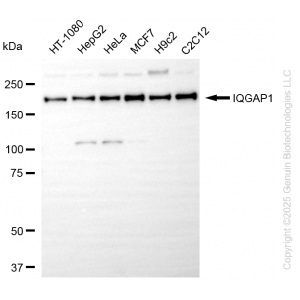 KD-Validated IQGAP1 Rabbit mAb (20 μl)