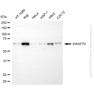 KD-Validated SWAP70 Mouse mAb (20 μl)