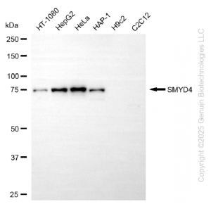 KD-Validated SMYD4 Mouse mAb (20 μl)