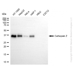 KD-Validated CTSZ Rabbit mAb (20 μl)