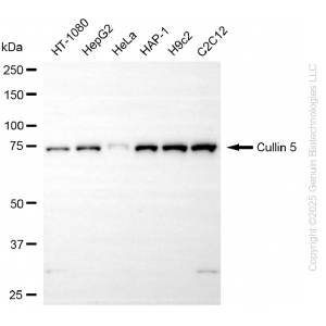 KD-Validated CUL5 Rabbit mAb (20 μl)