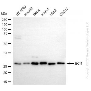KD-Validated ECI1 Rabbit mAb (20 μl)
