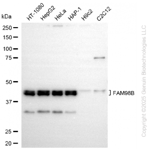 KD-Validated FAM98B Rabbit mAb (20 μl)