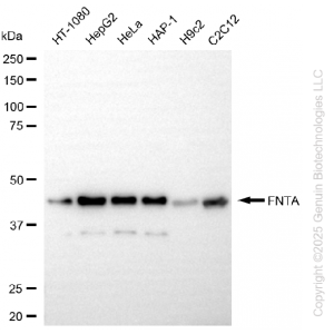 KD-Validated FNTA Rabbit mAb (20 μl)