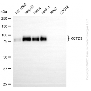 KD-Validated KCTD3 Rabbit mAb (20 μl)