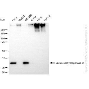 KD-Validated LDHC Rabbit mAb (20 μl)