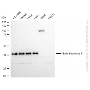 KD-Validated NUDT9 Rabbit mAb (20 μl)