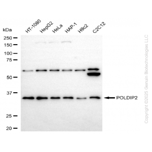 KD-Validated POLDIP2 Rabbit mAb (20 μl)