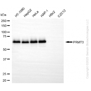 KD-Validated PRMT3 Rabbit mAb (20 μl)