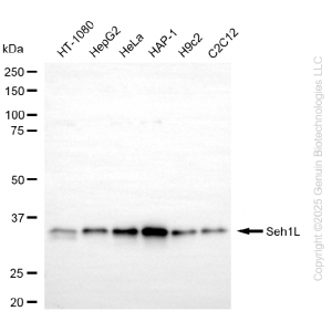 KD-Validated SEH1L Rabbit mAb (20 μl)