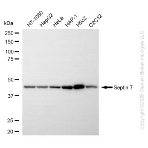 KD-Validated SEPTIN7 Rabbit mAb (20 μl)