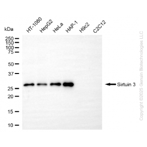 KD-Validated SIRT3 Rabbit mAb (20 μl)