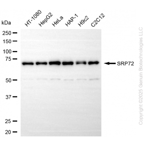 KD-Validated SRP72 Rabbit mAb (20 μl)