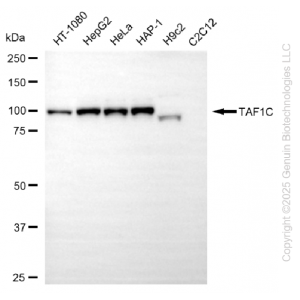 KD-Validated TAF1C Rabbit mAb (20 μl)
