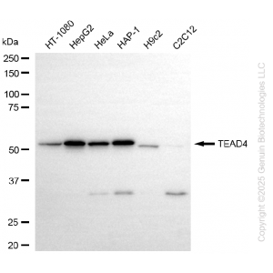 KD-Validated TEAD4 Rabbit mAb (20 μl)