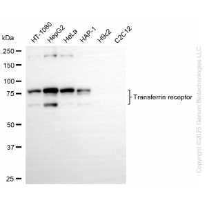 KD-Validated TFRC Rabbit mAb (20 μl)