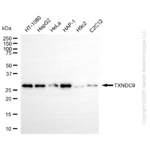 KD-Validated TXNDC9 Rabbit mAb (20 μl)