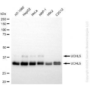 KD-Validated UCHL5 Rabbit mAb (20 μl)