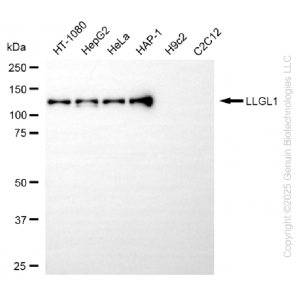 KD-Validated LLGL1 Rabbit mAb (20 μl)