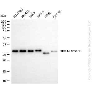 KD-Validated MRPS18B Rabbit mAb (20 μl)
