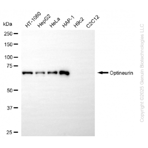 KD-Validated OPTN Rabbit mAb (20 μl)