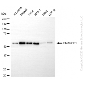 KD-Validated SMARCD1 Rabbit mAb (20 μl)