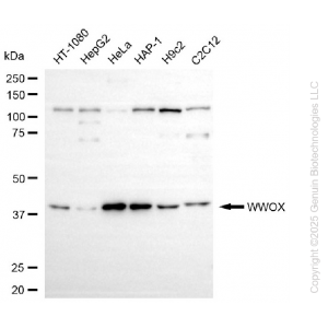 KD-Validated WWOX Rabbit mAb (20 μl)