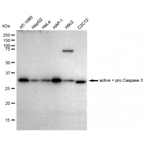 KD-Validated CPP32B Rabbit mAb (20 μl)