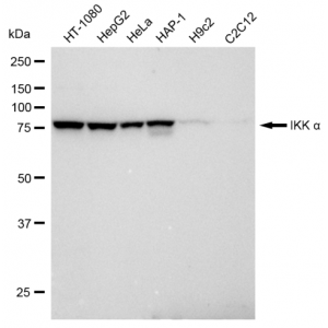 KD-Validated IKK alpha Rabbit mAb (20 μl)