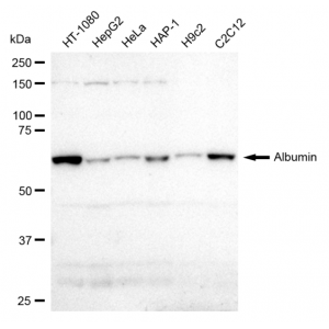 KD-Validated Albumin Rabbit mAb (20 μl)