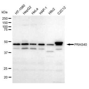 KD-Validated PRAS40 Rabbit mAb (20 μl)