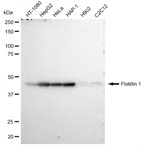 KD-Validated Flotillin 1 Rabbit mAb (20 μl)