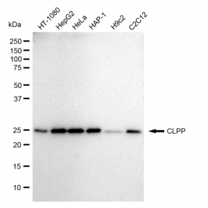 KD-Validated CLPP Rabbit mAb (20 μl)