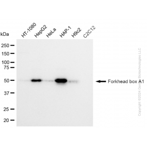 KD-Validated FOXA1 Rabbit mAb (20 μl)