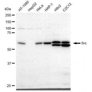 KD-Validated Src Rabbit mAb (20 μl)