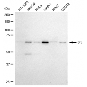 KD-Validated Src Rabbit mAb (20 μl)