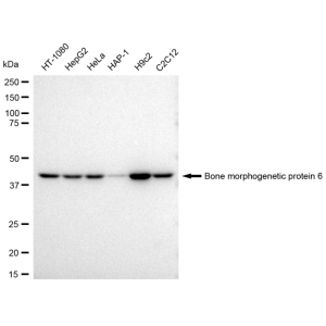 KD-Validated BMP6 Rabbit mAb (20 μl)