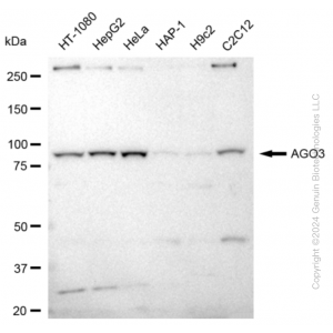 KD-Validated AGO3 Rabbit mAb (20 μl)