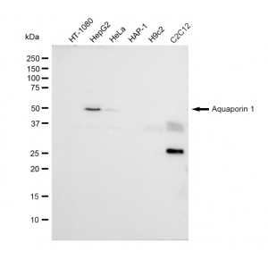 KD-Validated AQP1 Rabbit mAb (20 μl)