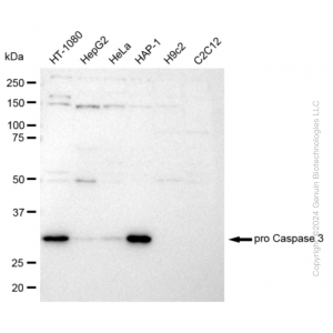 KD-Validated pro CASP3 Rabbit mAb (20 μl)