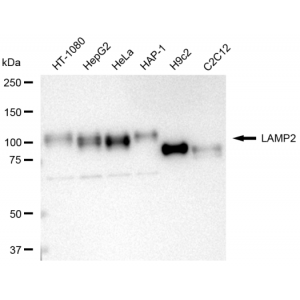 KD-Validated LAMP2 Rabbit mAb (20 μl)