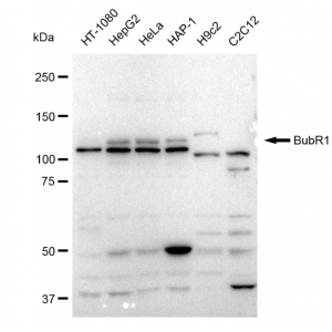 KD-Validated BubR1 Rabbit mAb (20 μl)