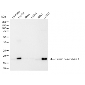 KD-Validated FTH1 Rabbit mAb (20 μl)