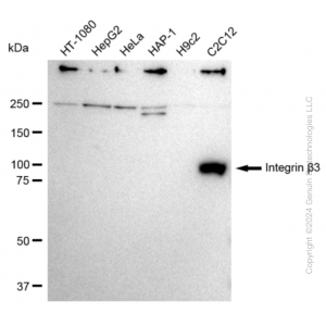 KD-Validated ITGB3 Rabbit mAb (20 μl)